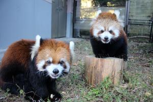 レッサーパンダ赤ちゃんと母親『ニコ』