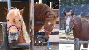 日本平動物園のポニーたち