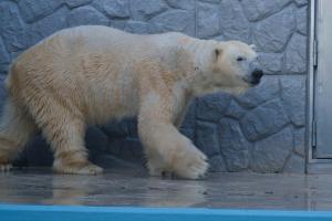 ロッシー ロッシー