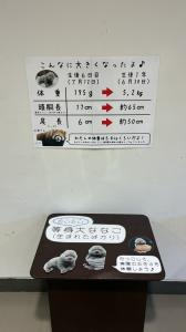 ななこ成長記 展示② ななこ成長記 展示②