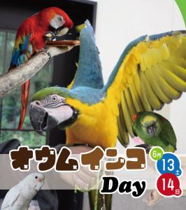 オウム・インコデー