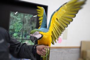 ルリコンゴウインコ「ヴィヴィ」