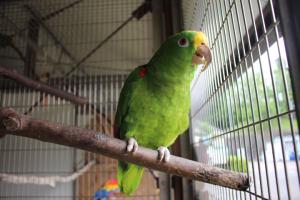 キビタイボウシインコ