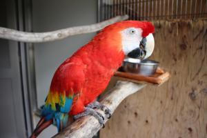 アカコンゴウインコ