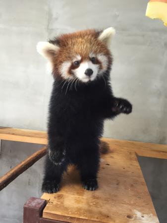 静岡市立 日本平動物園 イベント情報