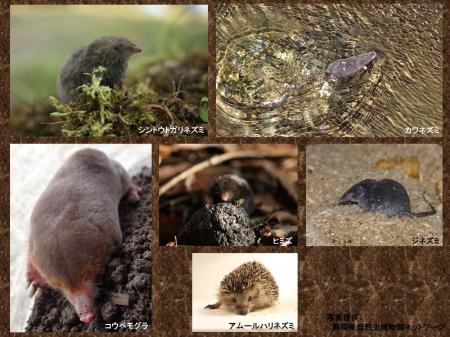 静岡市立 日本平動物園 イベント情報