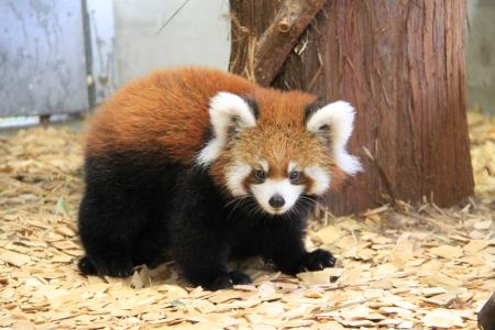 静岡市立 日本平動物園 イベント情報
