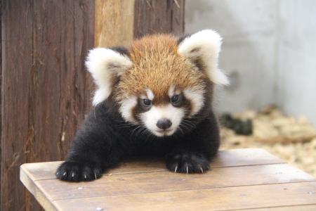 静岡市立 日本平動物園 イベント情報 静岡市立 日本平動物園 イベント情報