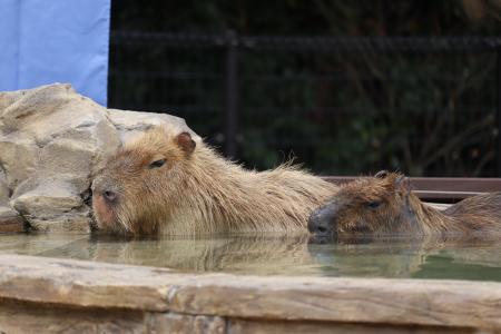 カピバラ温泉