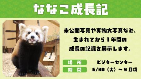 ななこ成長記