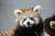 レッサーパンダの赤ちゃん1