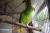 キビタイボウシインコ