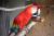 アカコンゴウインコ