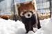 2022年雪のプレゼント時画像(ニコ)