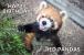 レッサーパンダ「ホーマー」
