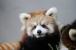 レッサーパンダの赤ちゃん1