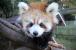 レッサーパンダ赤ちゃん