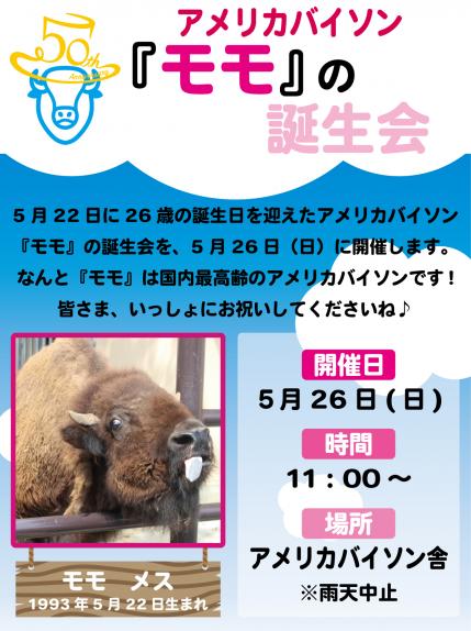 アメリカバイソンの『モモ』の誕生会 アメリカバイソンの『モモ』の誕生会