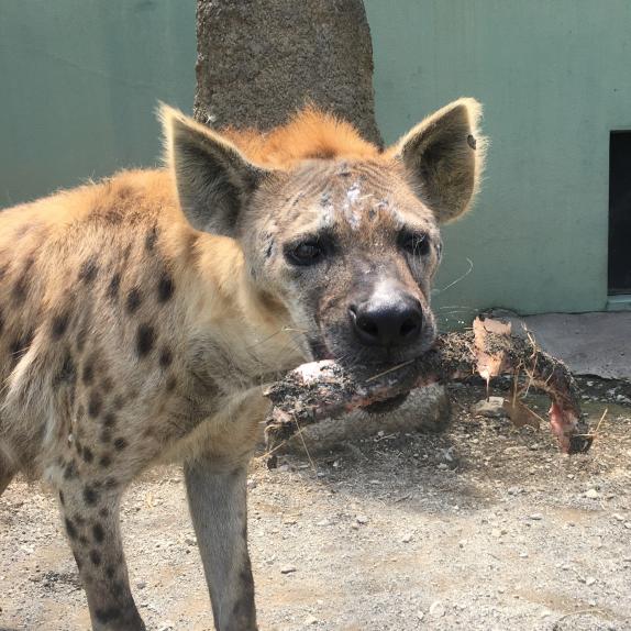 ハイエナ リカオン 1頭のライオンが20頭のハイエナに立ち向かう