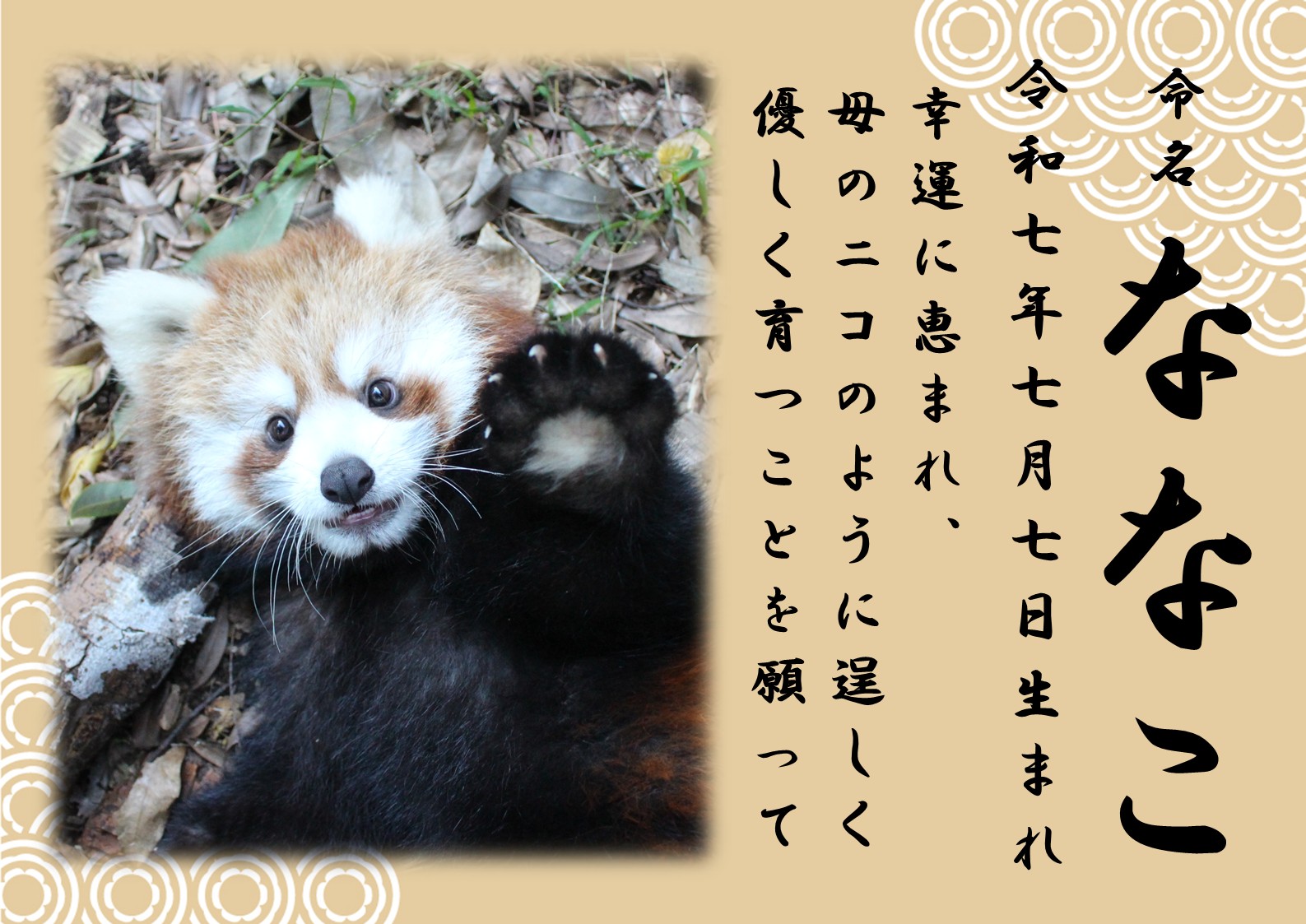 レッサーパンダ命名書