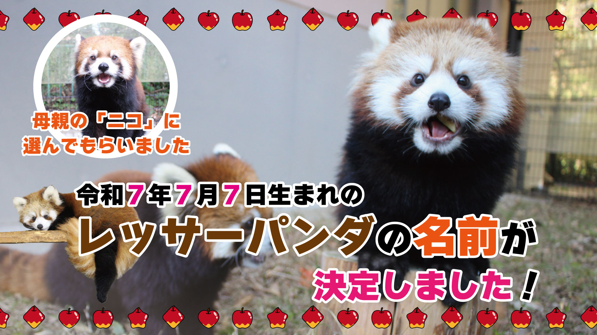 【日本平動物園】レッサーパンダの名前が決定しました！