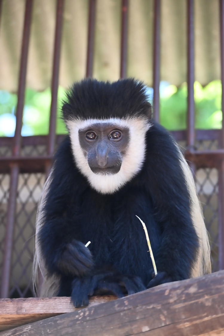 写真提供：池田動物園