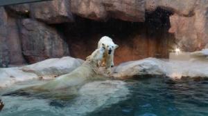 じゃれあう『ロッシー』と『バニラ』