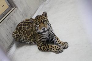 搬入直後の小助