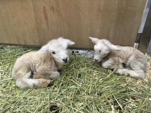 静岡市立 日本平動物園｜お知らせ