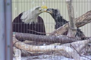ハクトウワシ　食事中