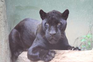 ジャガー(アラシ)