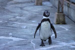 フンボルトペンギン(オーシャン)