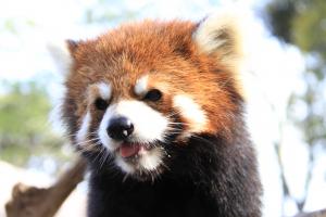 レッサーパンダ「シー」 レッサーパンダ「シー」