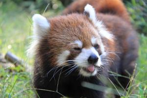 レッサーパンダ「シー」 レッサーパンダ「シー」