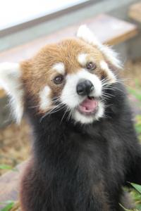 レッサーパンダ「シー」 レッサーパンダ「シー」