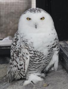 シロフクロウ　ポッター