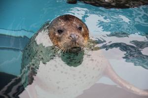 静岡市立 日本平動物園｜お知らせ