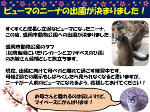 ピューマ(ニーナ♀)の出園について