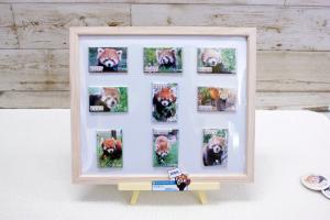 レッサーパンダマグネット(New)