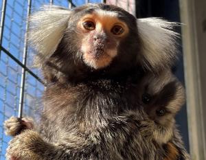 コモンマーモセット1 コモンマーモセット1