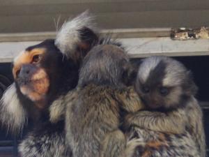 コモンマーモセット3 コモンマーモセット3