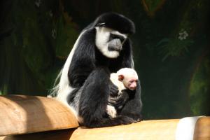 アビシニアコロブス3