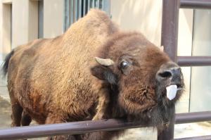 アメリカバイソン「モモ」  (3)
