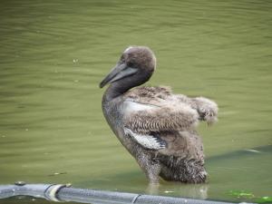 モモイロペリカンヒナ  (1)