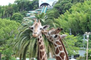 左:サクラ(♀)、右:ダイヤ(♂) 左:サクラ(♀)、右:ダイヤ(♂)