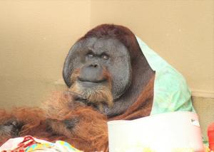 オランウータン(ジュン)