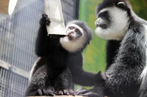 アビシニアコロブス (1)-1