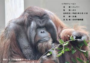 オランウータン「ジュリー」
