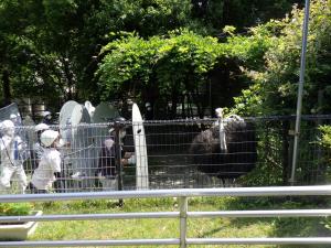 ダチョウ「クランキー」(2)