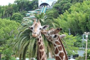 キリンが笑う動物園―環境エンリッチメント入門 (岩波科学ライブラリー) Amazon.co.jp: キリンが笑う動物園: 環境エンリッチメント入門